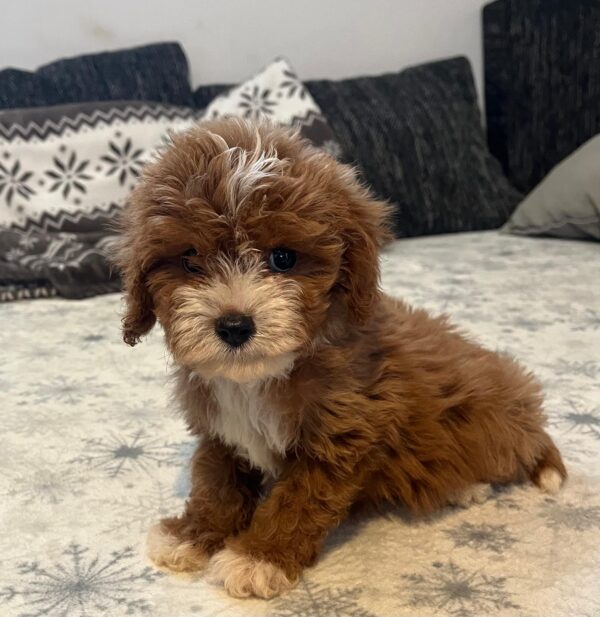 Rony Cavapoo