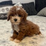 Rony-male-cavapoo-puppy-for-sale- (2)