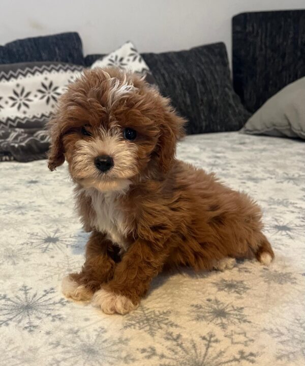 Rony Cavapoo