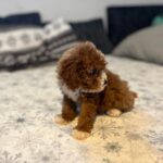 Rony-male-cavapoo-puppy-for-sale- (3)