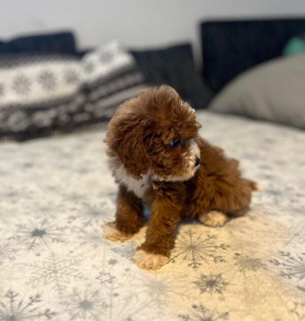 Rony Cavapoo