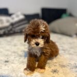 Rony-male-cavapoo-puppy-for-sale- (4)
