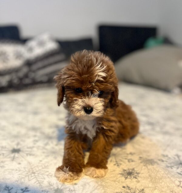 Rony Cavapoo