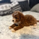 Rony-male-cavapoo-puppy-for-sale- (5)