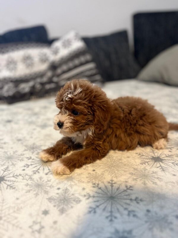 Rony Cavapoo