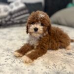 Ronda Cavapoo