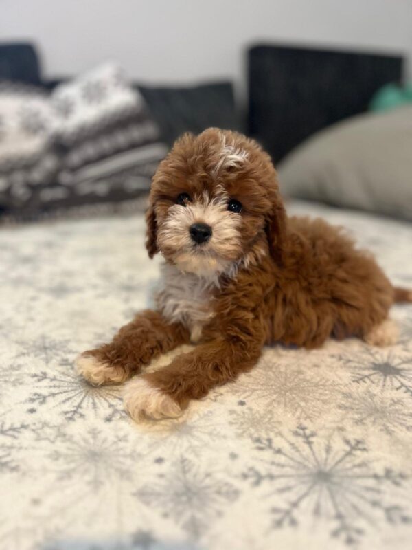 Rony Cavapoo