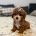Rony-male-cavapoo-puppy-for-sale- (7)