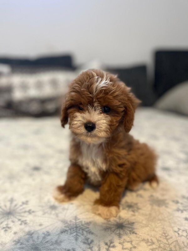 Rony Cavapoo