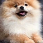 Rudy-male-pomeranian-puppy-for-sale-1 (1)