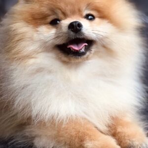 Rudy Pomeranian