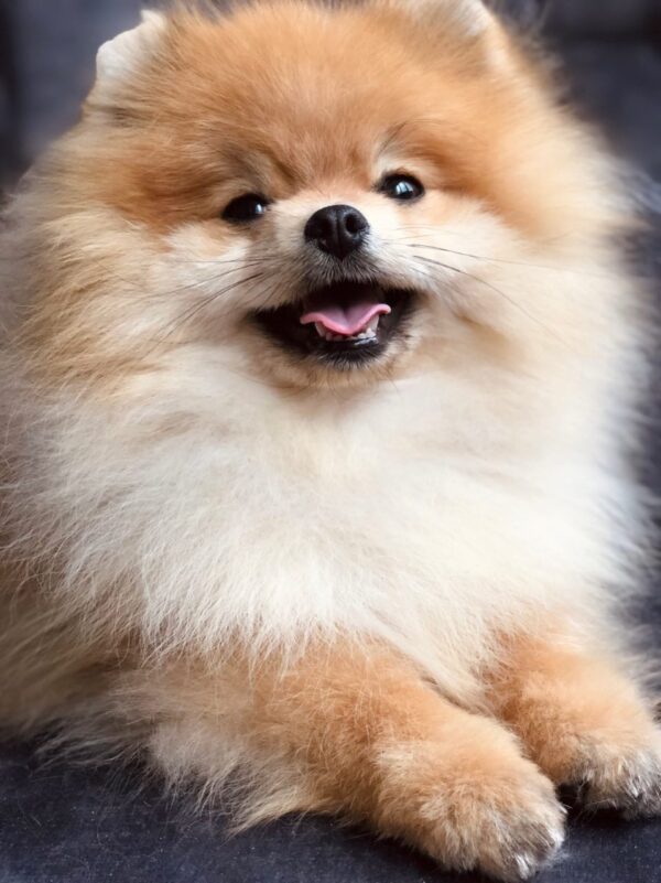 Rudy Pomeranian