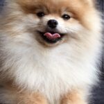 Rudy-male-pomeranian-puppy-for-sale-1 (2)