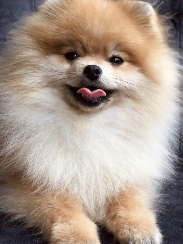 Rudy Pomeranian