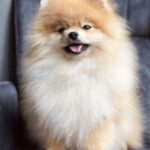 Mica Pomeranian