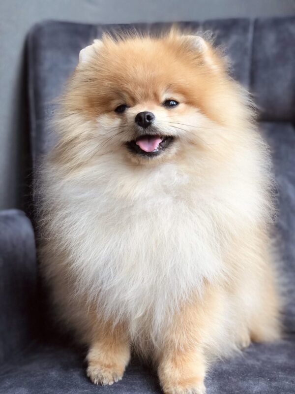 Rudy Pomeranian