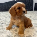 Rumi-male-cavapoo-puppy-for-sale- (1)