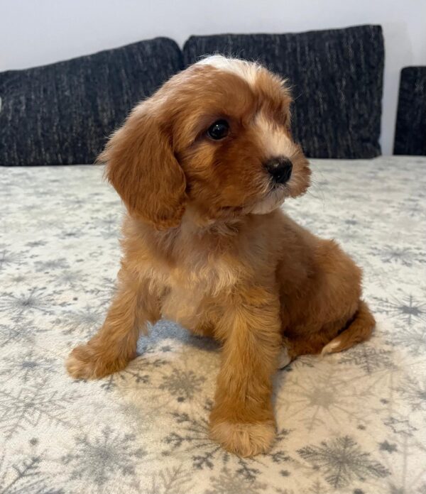 Rumi Cavapoo