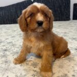 Rumi-male-cavapoo-puppy-for-sale- (2)