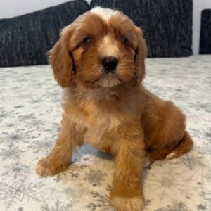 Rumi Cavapoo
