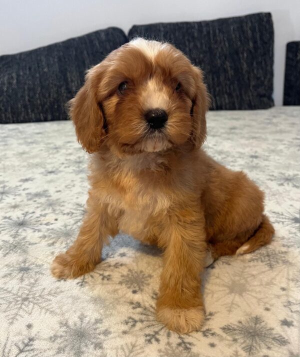 Rumi Cavapoo