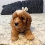 Rumi-male-cavapoo-puppy-for-sale- (3)