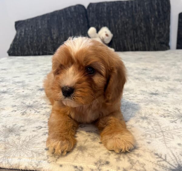Rumi Cavapoo
