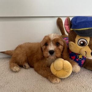 Rumi Cavapoo