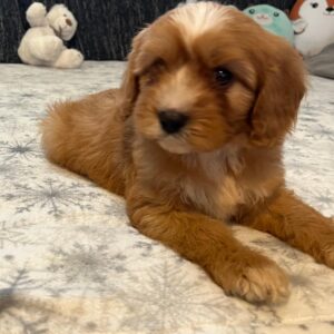 Rumi Cavapoo