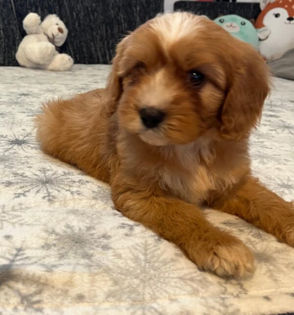 Rumi Cavapoo