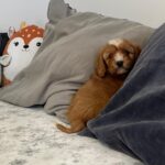 Rumi-male-cavapoo-puppy-for-sale- (5)