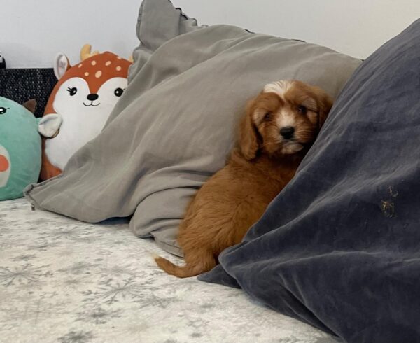 Rumi Cavapoo