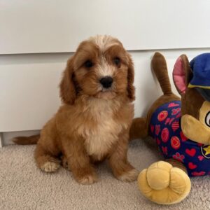 Rumi Cavapoo
