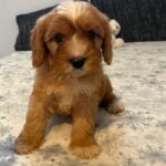 Rumi-male-cavapoo-puppy-for-sale- (6)