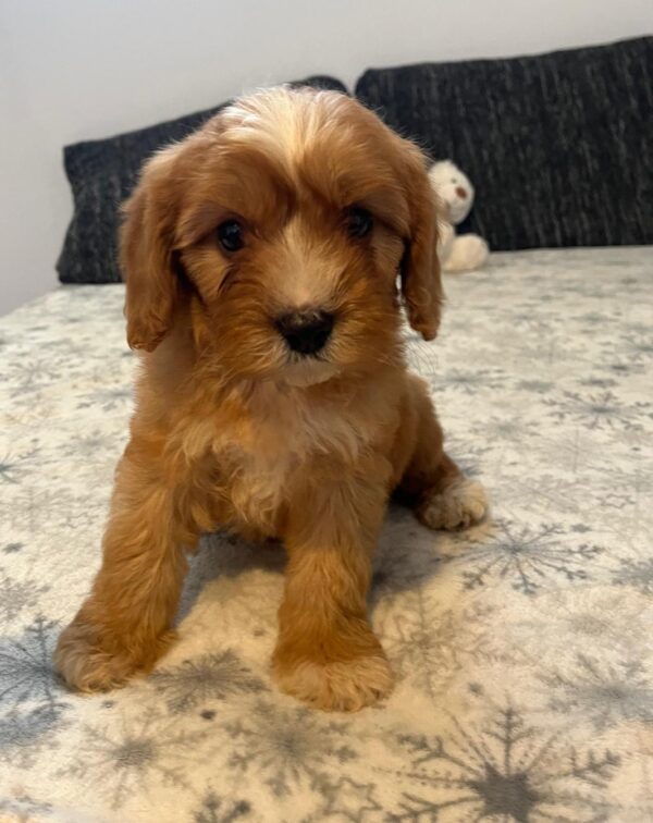 Rumi Cavapoo