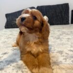 Rumi-male-cavapoo-puppy-for-sale- (7)