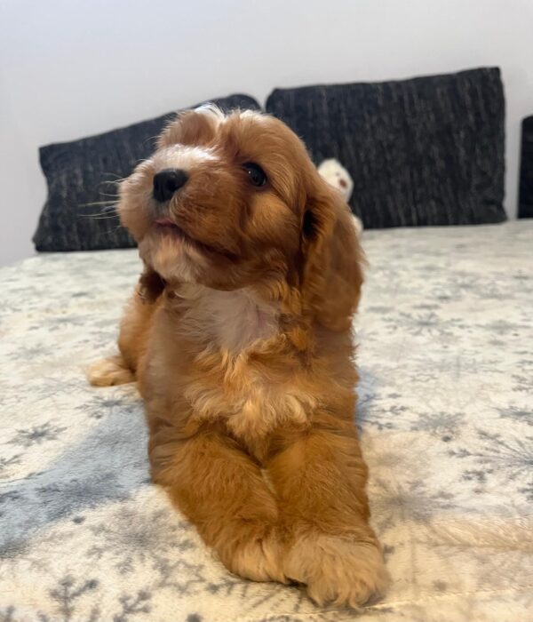 Rumi Cavapoo