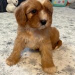 Rumi-male-cavapoo-puppy-for-sale- (8)