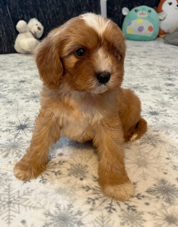 Rumi Cavapoo