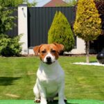 SABI-male-Jack-Russell-Terrier-puppy-for-sale-1