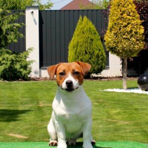 Sabi Jack Russell Terrier
