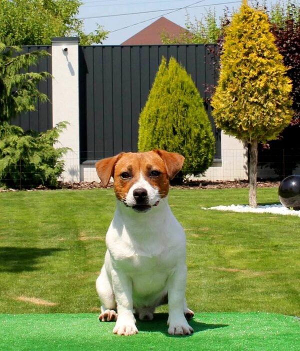 Sabi Jack Russell Terrier