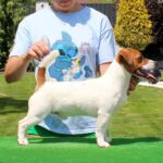 SABI-male-Jack-Russell-Terrier-puppy-for-sale-2