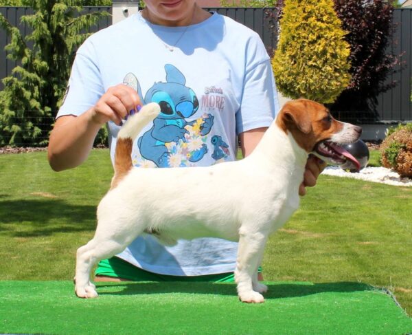 Sabi Jack Russell Terrier
