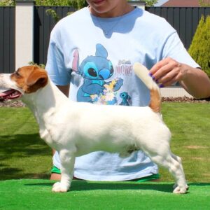 Sabi Jack Russell Terrier