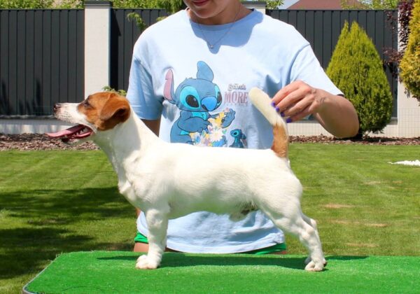 Sabi Jack Russell Terrier