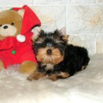 Sabra-female-Yorkshire-Terrier-puppy-for-sale-1 (1)