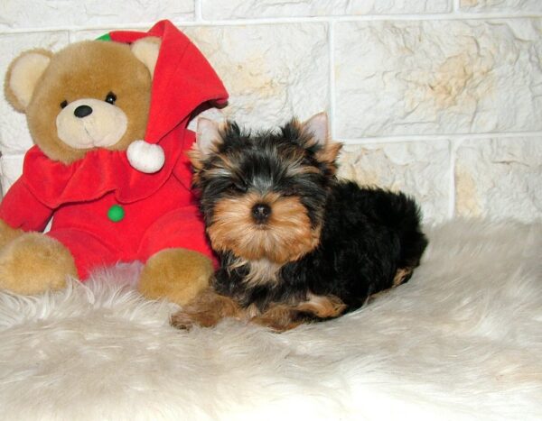 Sabra Yorkshire Terrier