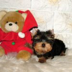 Sabra-female-Yorkshire-Terrier-puppy-for-sale-1 (2)