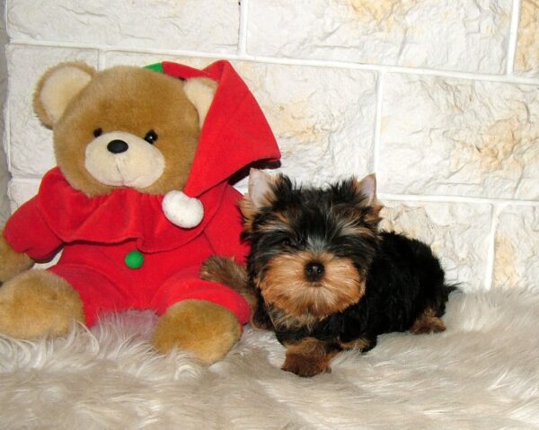 Sabra Yorkshire Terrier